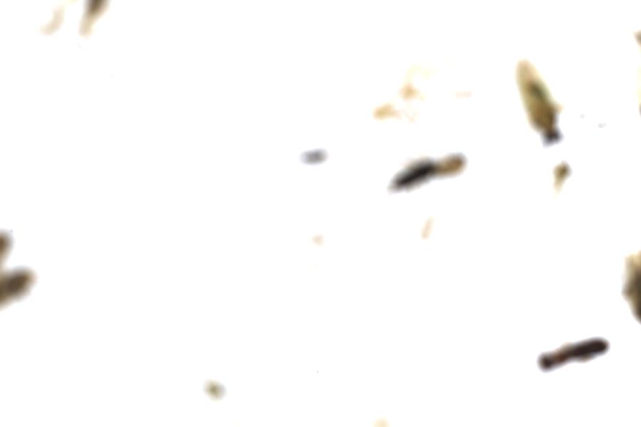 Image 41